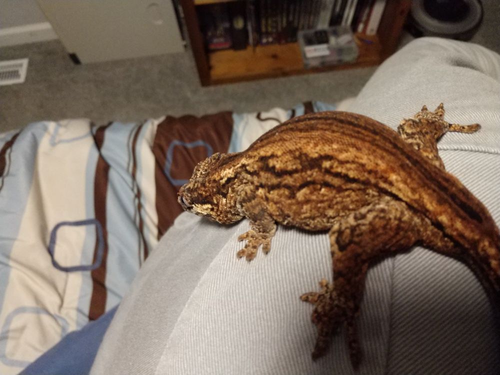 Gargoyle gecko looking over her owner's shoulder while perched there. 