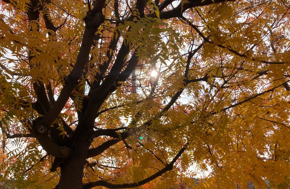Under a tree in fall, looking up. Sun shining on an overcast day through golden leaves and dark branches. One tiny bird on a branch.