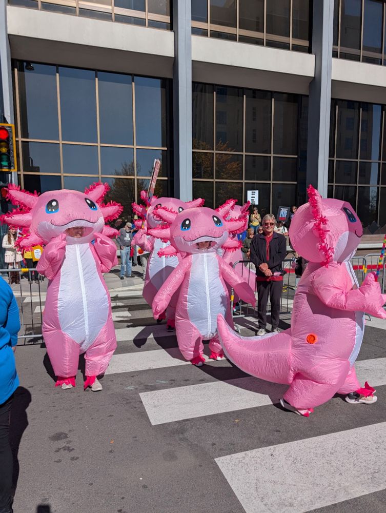 A group of people wearing inflatable axolotl costumes on a crosswalk in Reno