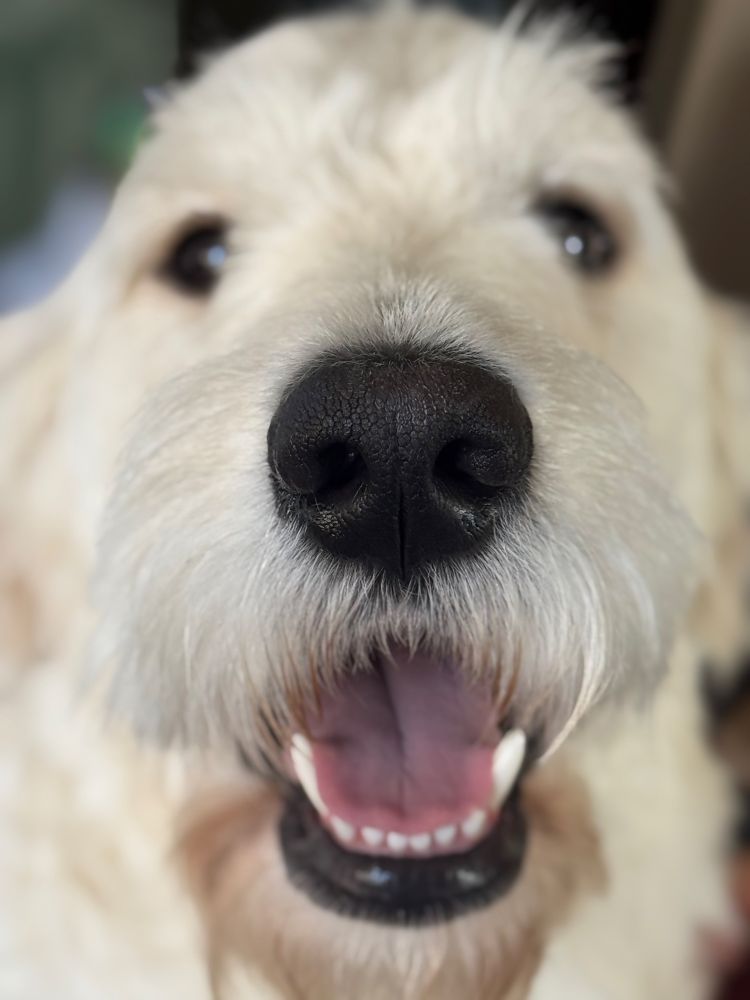 A happy goldendoodle face with shallow depth of field 