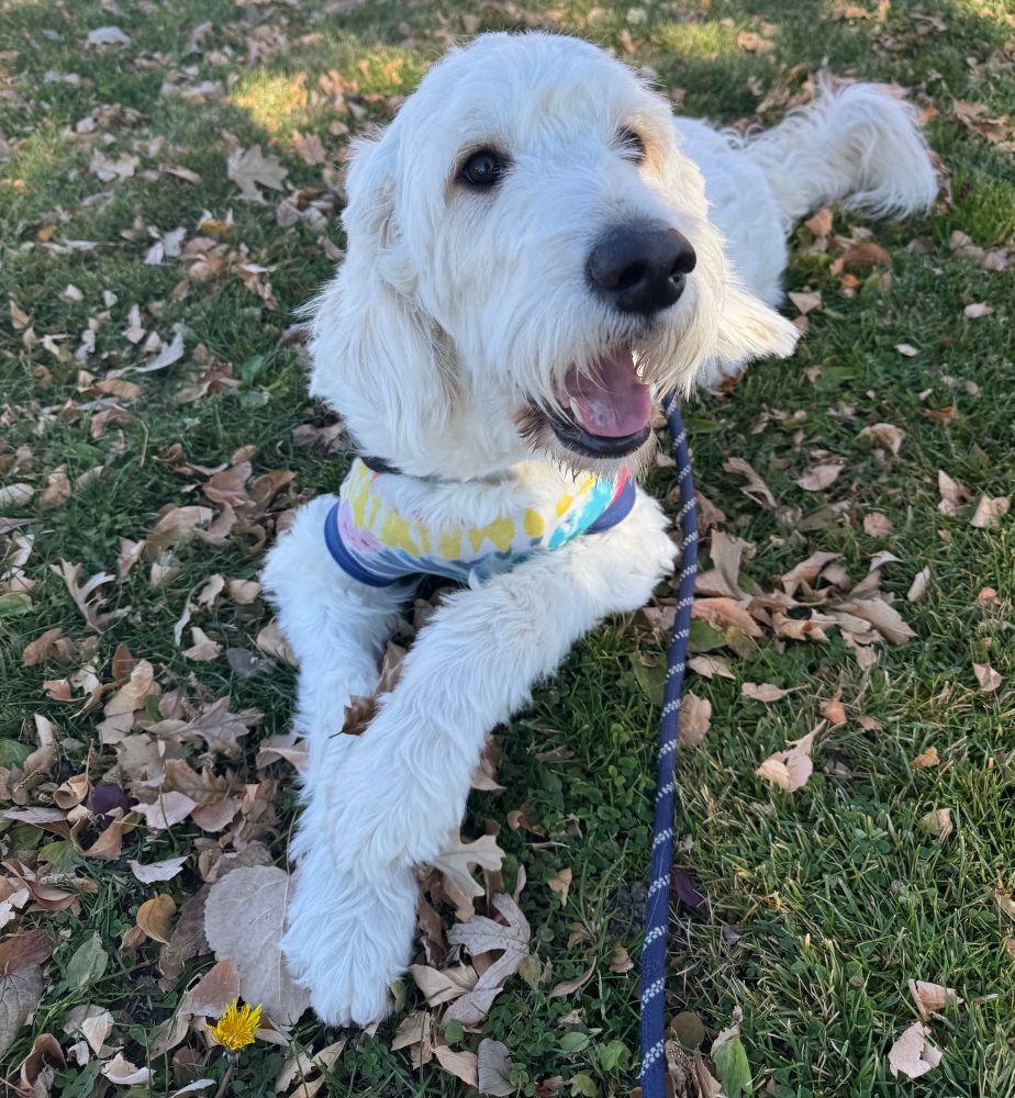 A white goldendoodle in a tie dye t shirt lying on the grass