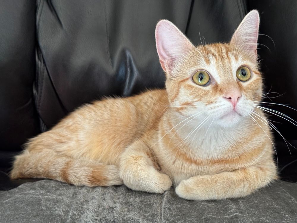 An orange cat sitting around orange cattily. He’s the cutest thing on the WHOLE ENTIRE PLANET 