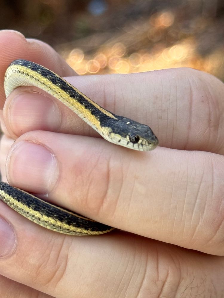 A lil garden snake held gently in a relatively large hand 