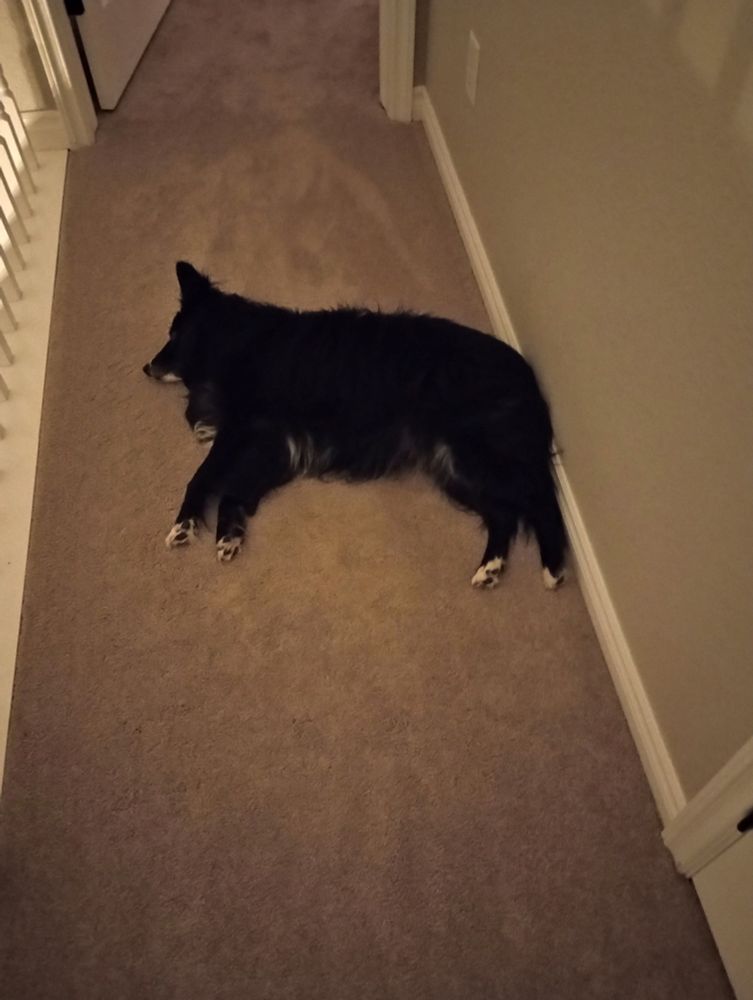 Border Collie-Pomeranian mix laying on her side on a carpeted floor with her butt to the wall. Her legs are positioned so that all four of her paws are visible.