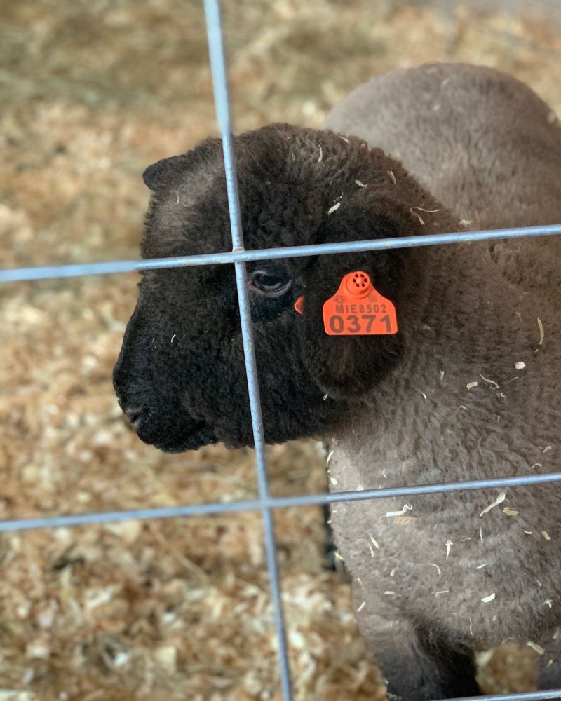 A young black-faced lamb with a very, very woolly face.