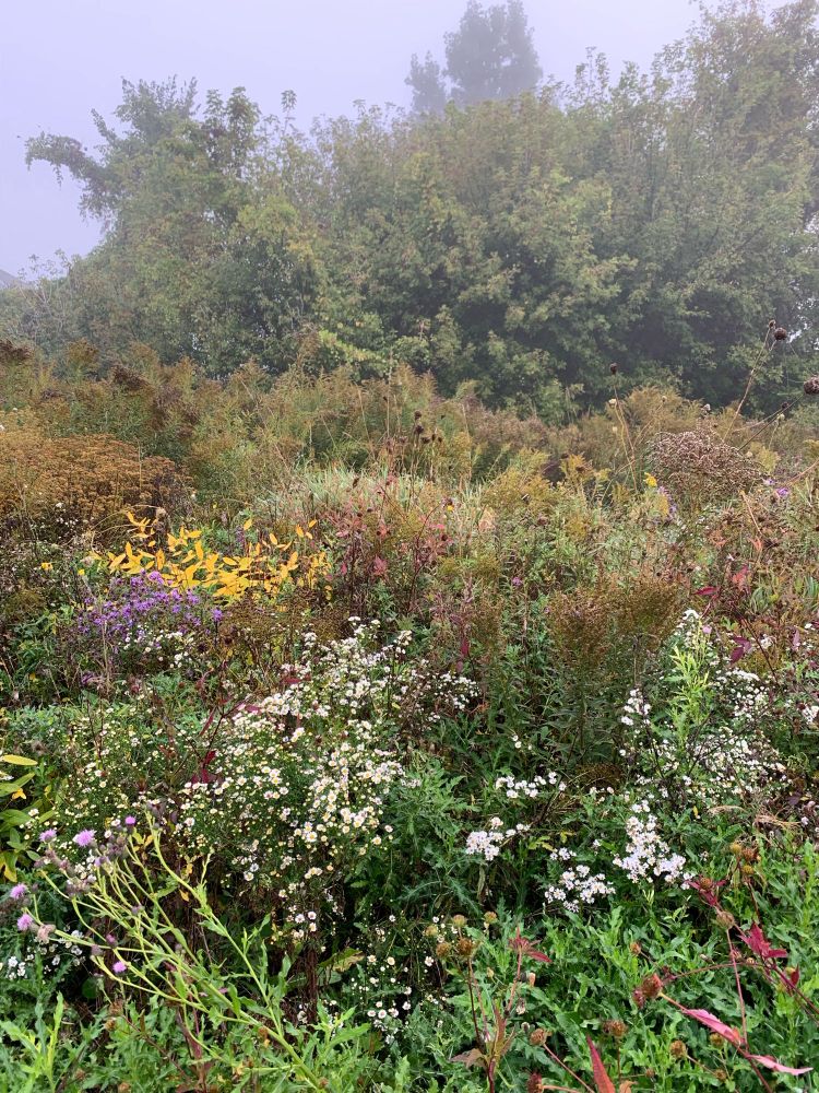 A midwestern meadow in autumn fog with white and purple asters, goldenrod, and Spanish needles.