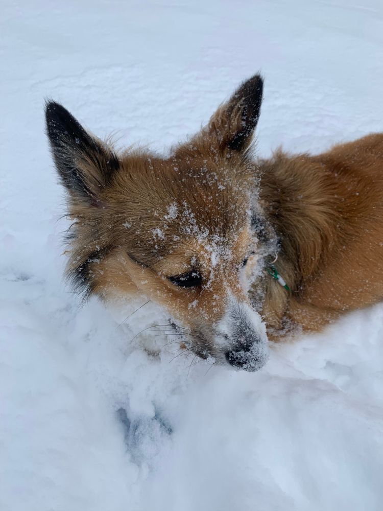 Corgi puppy in snow deeper than her shoulders with snow covering her muzzle and snoot