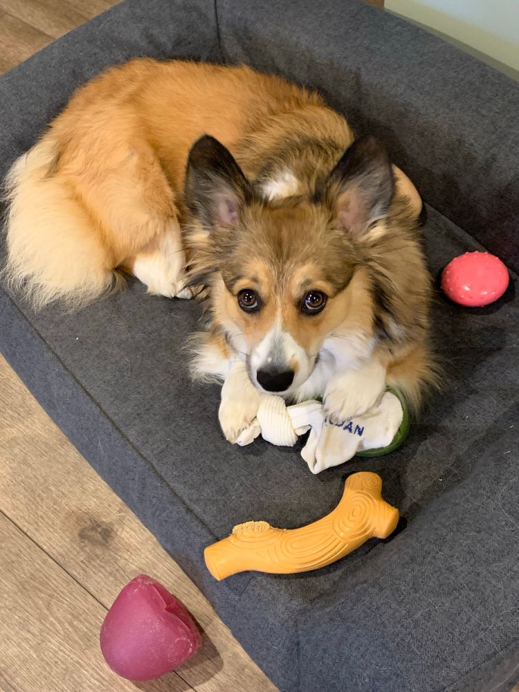 Corgi fearlessly guarding an old sock, ignoring all of the expensive toys around her.