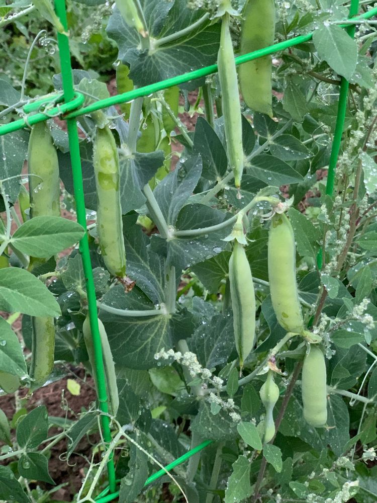Pea pods ready to be picked