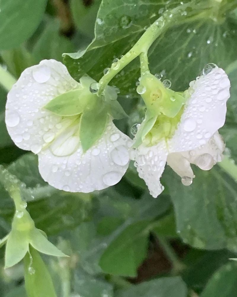 Burpee "Early Perfection" peas in full bloom