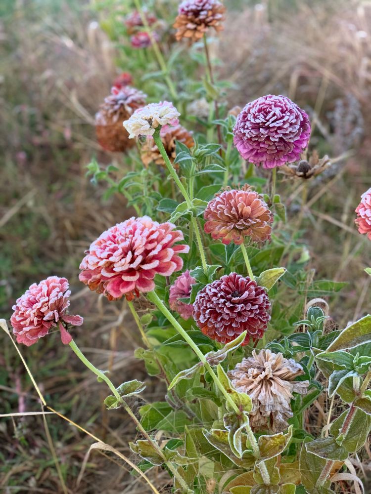 Zinnias with a thin layer of frost, rendering their colors both deeper and muted at the same time.