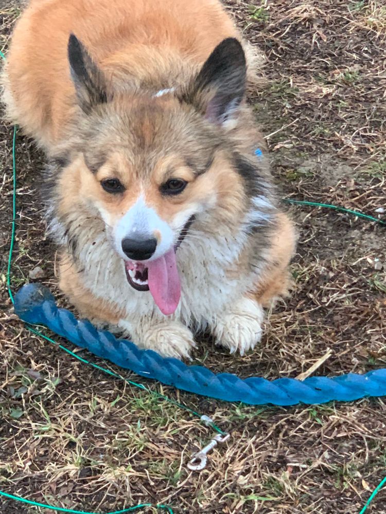 Very happy corgi with her tongue hanging out, guarding her favorite blue rubber stick.