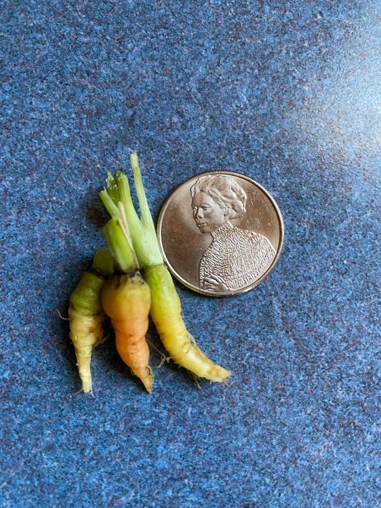 Three tiny carrots on a dark blue mottled background, each only as long as the US quarter featuring Jovita Idar placed next to them