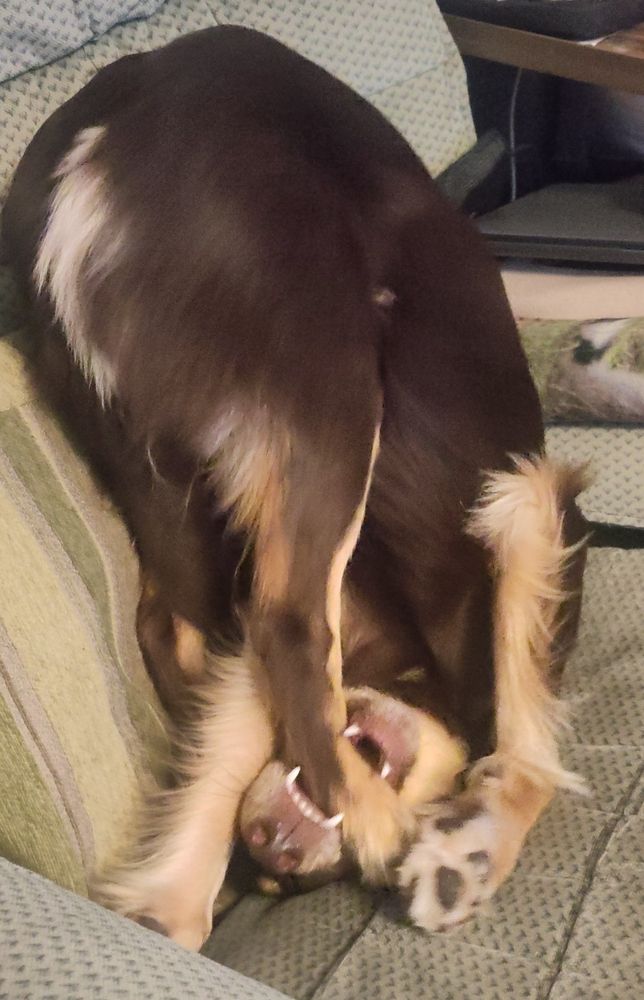 Odysseus, a brown and gold cocker-collie cross enjoying chewing his own leg.