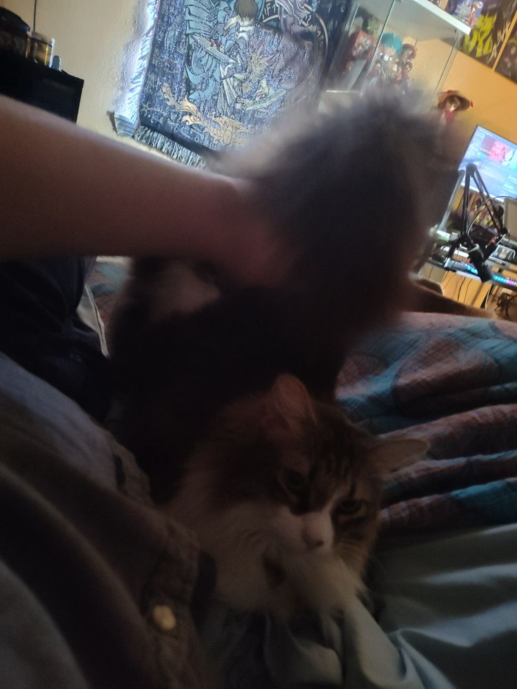 My cat Lunafreya. Her butt is in the air from it being patted.