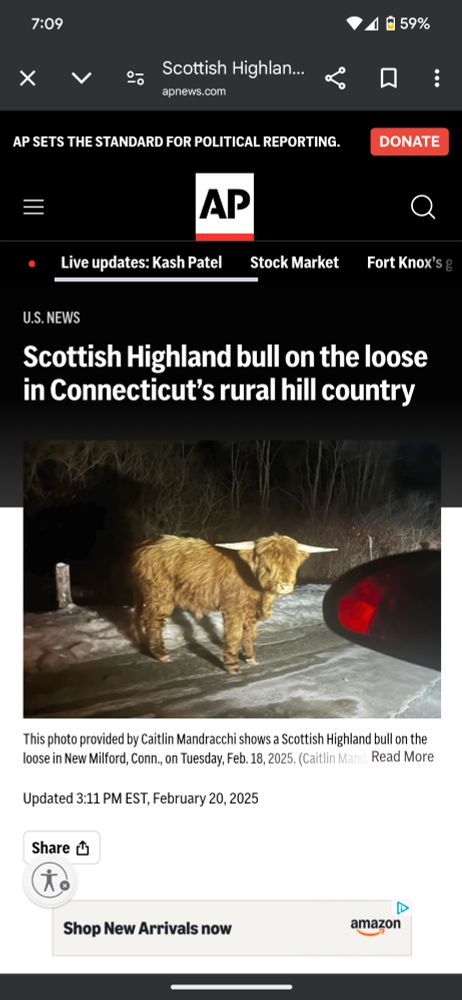 Shaggy, brown Highland Bull seen standing on a snow covered roadway with the article headline reading "Scottish Highland bull on the loose in Connecticut's rural hill country."