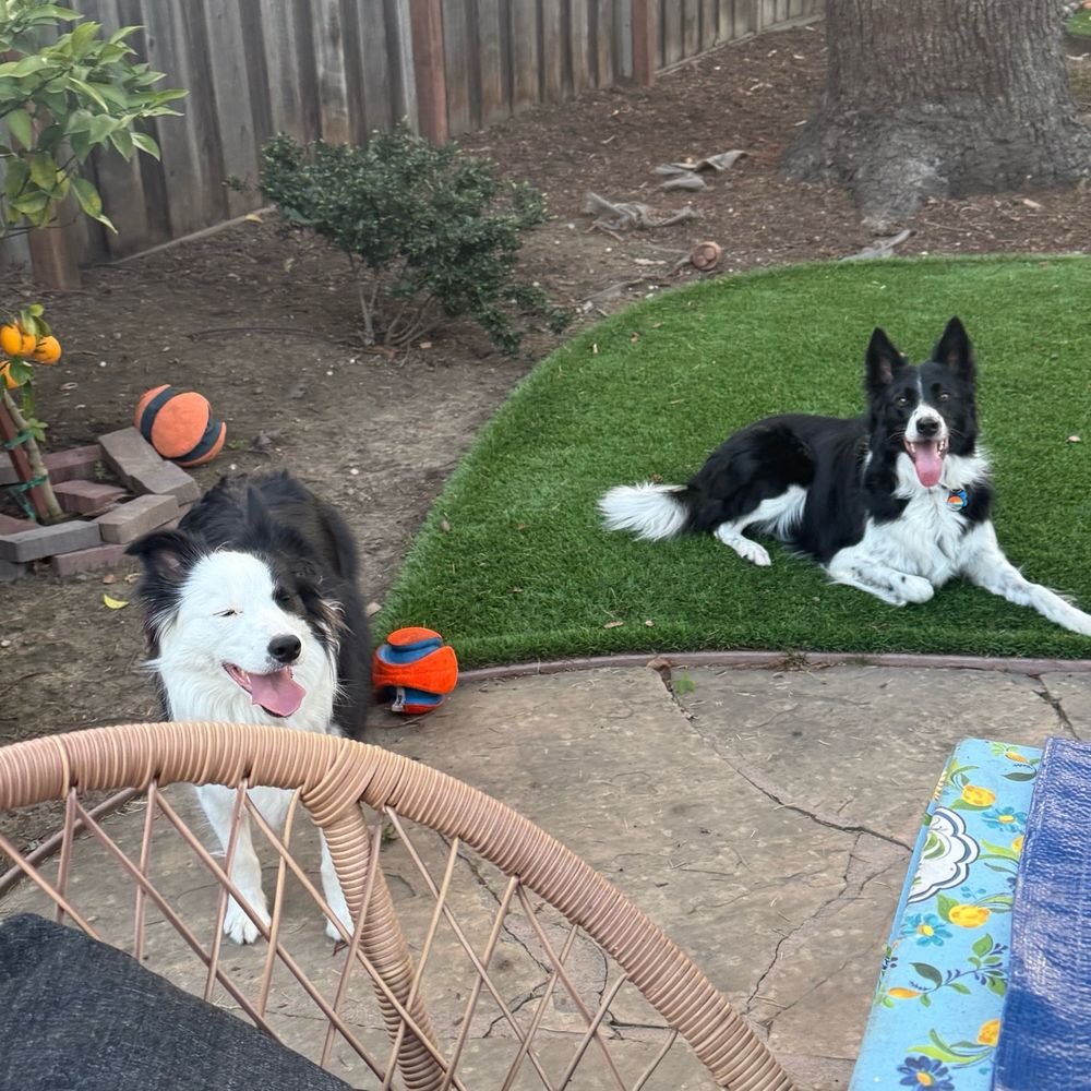 Two black and white border collies outside looking happy with tongues hanging out, one with eyes closed