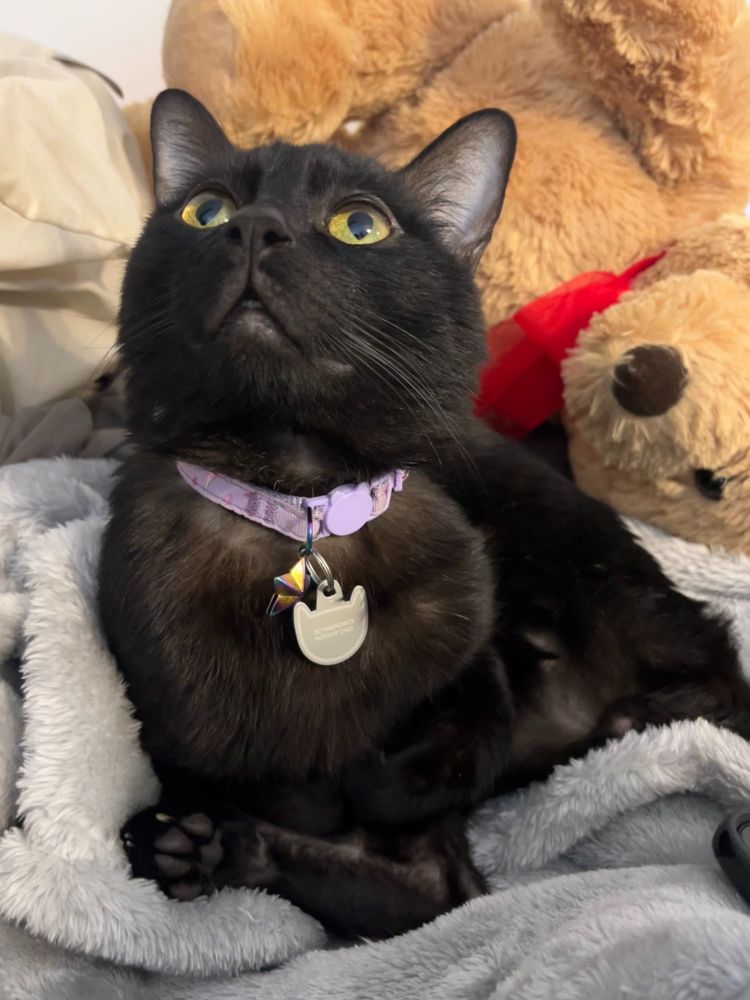 A black cat; he is without a leg on his back left.