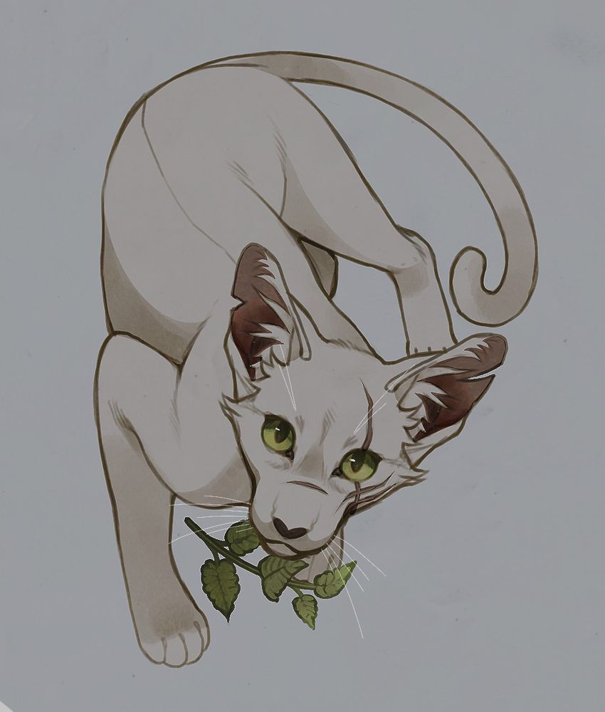 A drawn image of a white cat with green eyes. Over his right eye, a claw mark scars his face. His ears are tattered. A catnip plant lay between his paws.