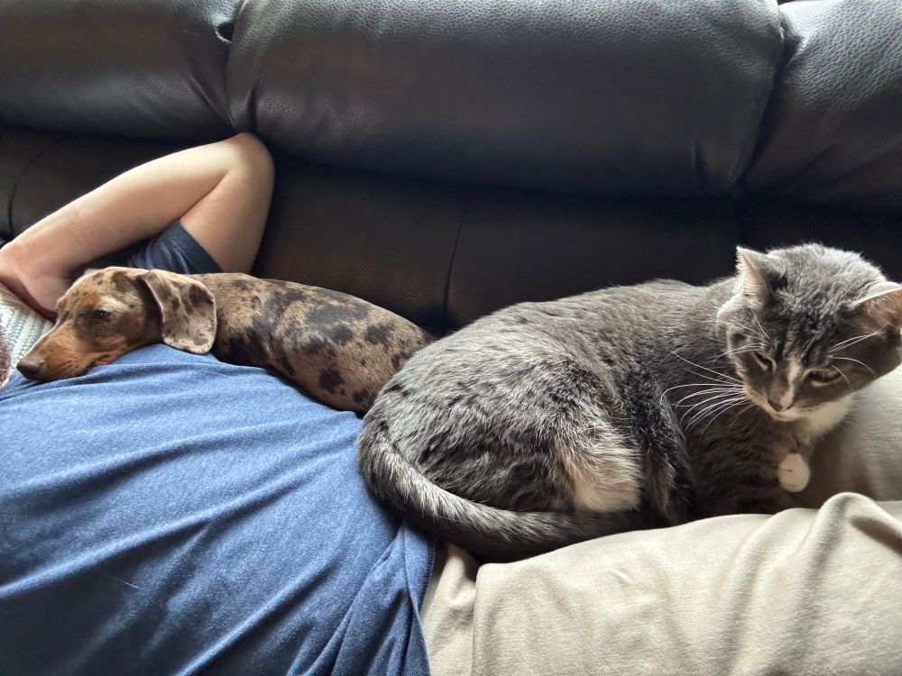 A photo of my torso while laying down on a couch with a dachshund puppy sleeping under my left arm up to my chin and a grey tabby cat curled up on my upper left leg. 