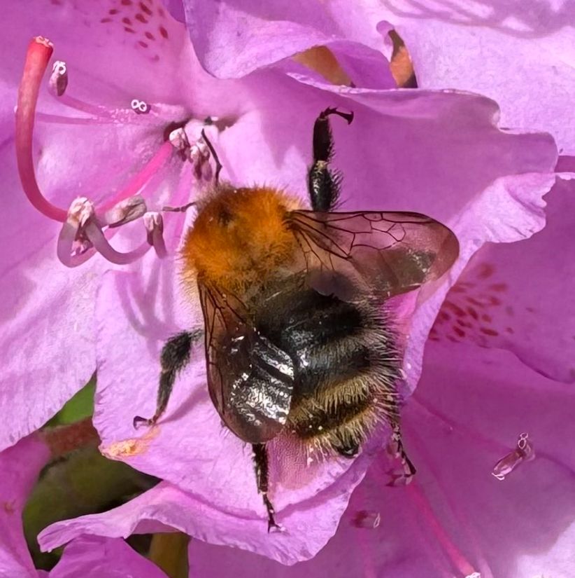 A bumblebee on a pink flower