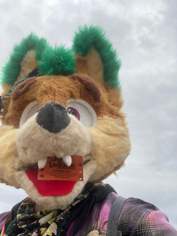 My fursuit with an orange punch card in his mouth 