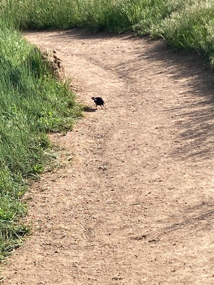 A picture of a bird on a dirt path 