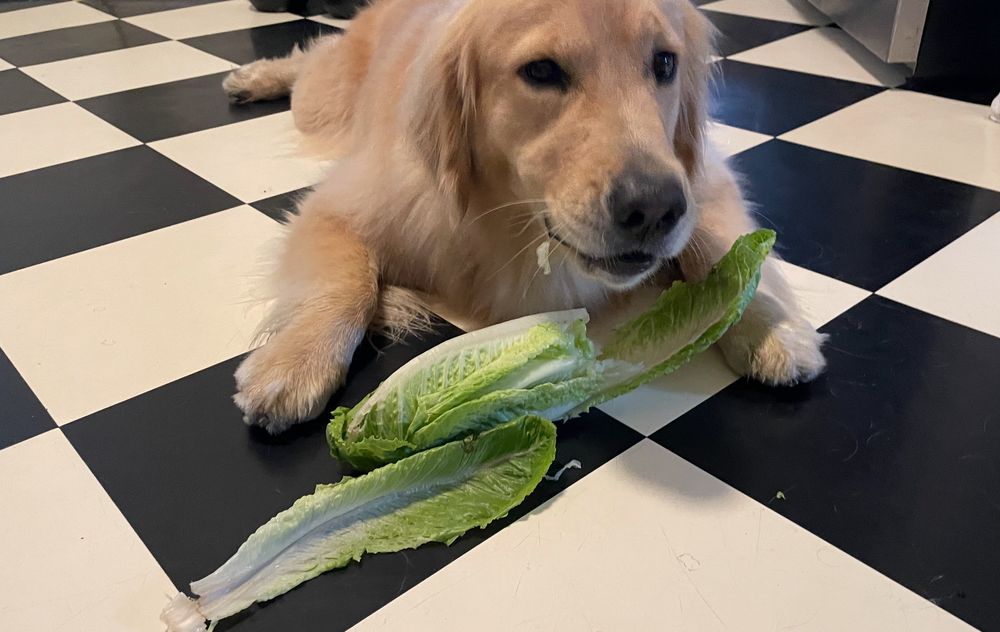 Tesco the golden retriever lies on a black and white tile floor cronching away on some romaine 