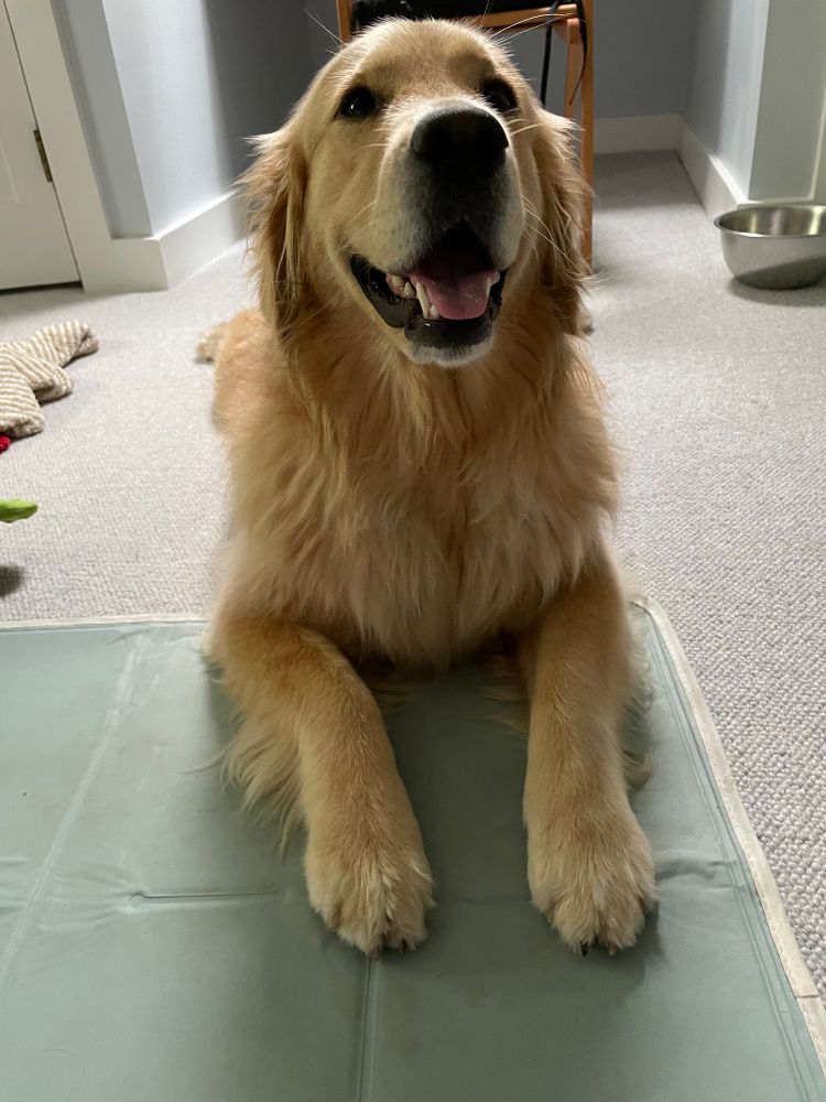 Tesco the golden retriever lies on a carpet and little grey cooling pad thing, smiling up toward the camera like a very good girl