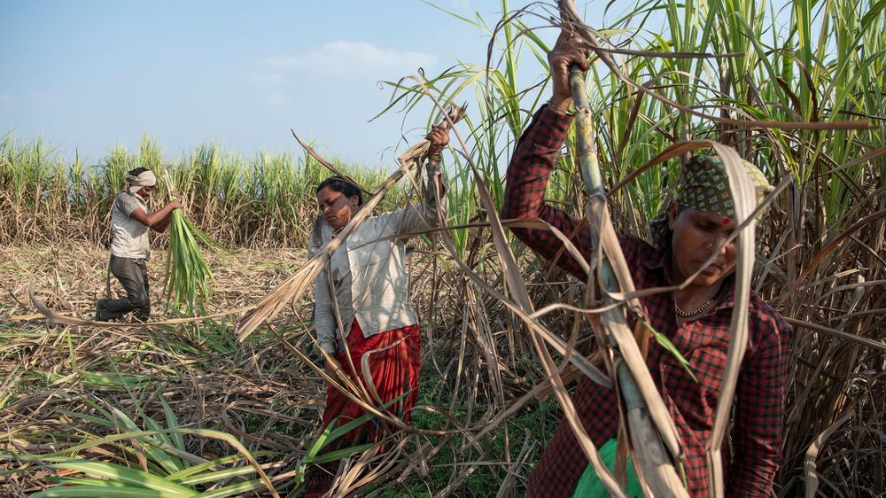 The Brutality of Sugar: Debt, Child Marriage and Hysterectomies