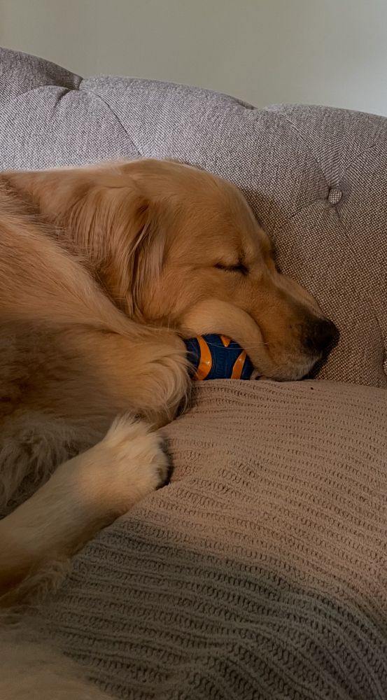 Tesco the golden retriever is fast asleep on a grey couch, with her face scrunched up against it and her favorite blue and orange ball sorta tucked under her face