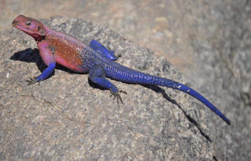 A colorful agama lizard, pink and red and a blue tail, on a rock