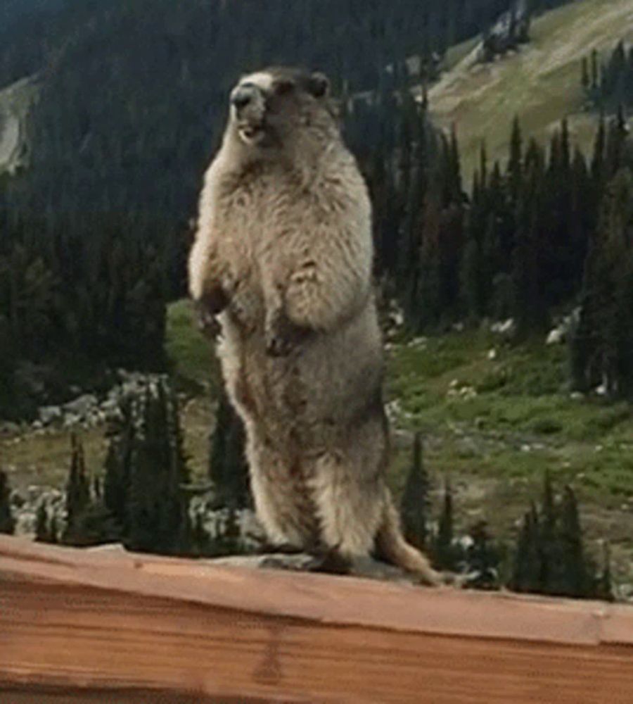 a ground squirrel standing on its hind legs on a wooden fence