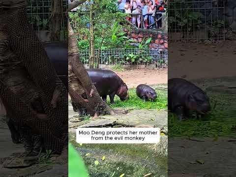 Moo Deng protects her Mom from the evil monkey