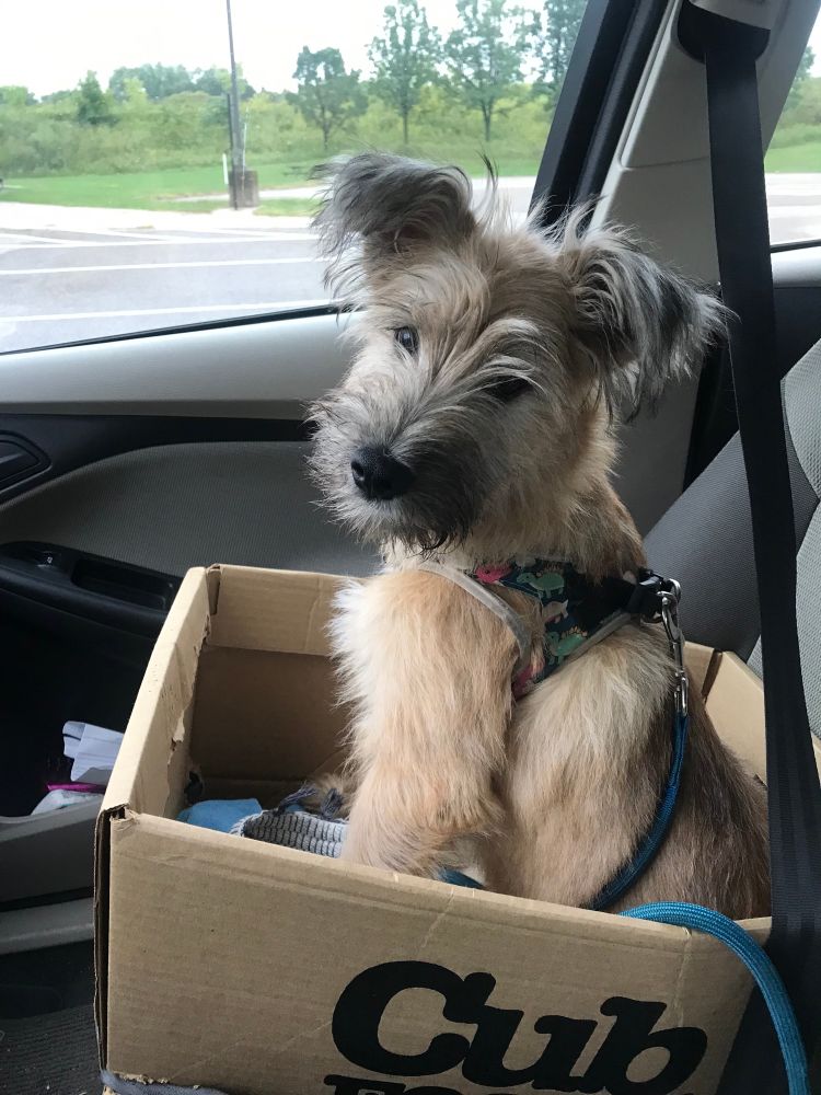 The boy wonder as baby boy wonder circa September 2021 in his favored car seat box his grandma made for him. 