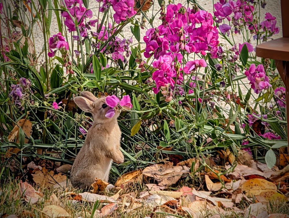 Baby bunny sniffing sweet peas. 