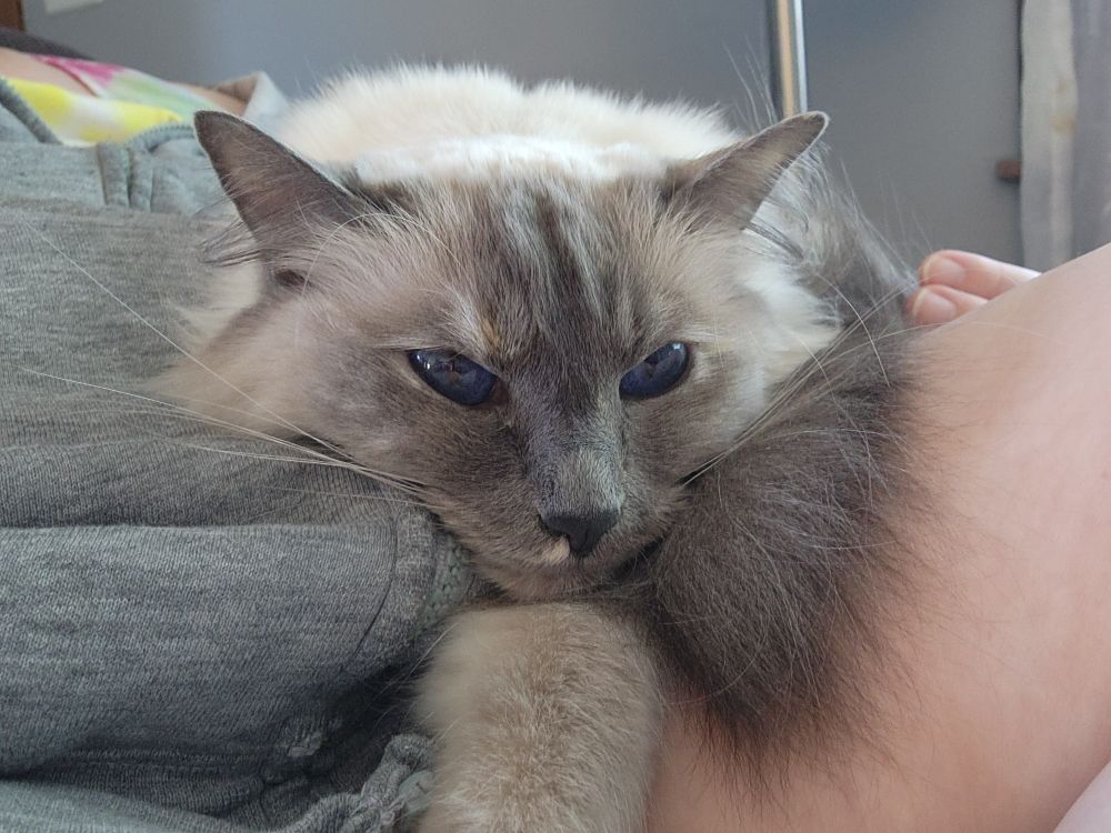 A Balinese cat with very blue eyes rests on the lap of her primary human. 