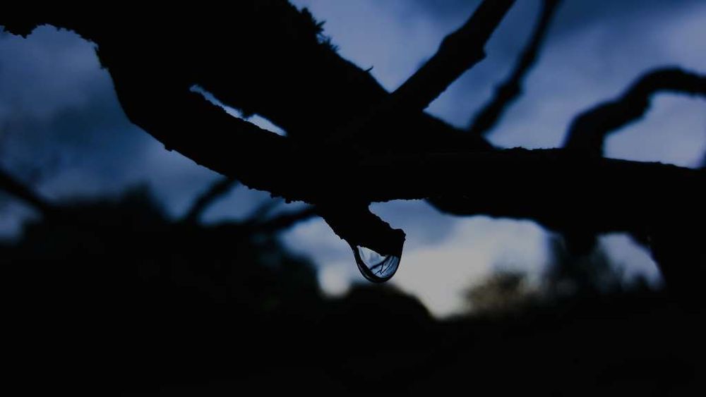 a single drop of rain hangs from a twig at dusk