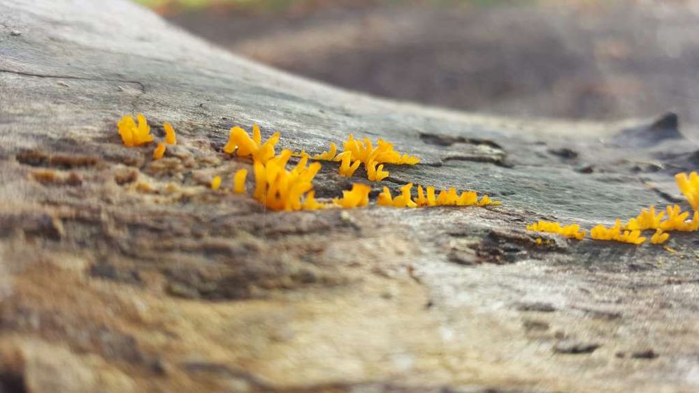 tiny (max 0.5cm) high orange fingers of fungus. bright against the log they are growing out of in a line. some strands are less than a millimetre.  