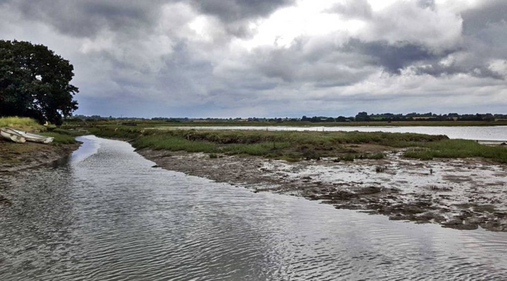 The magical sound of curlew