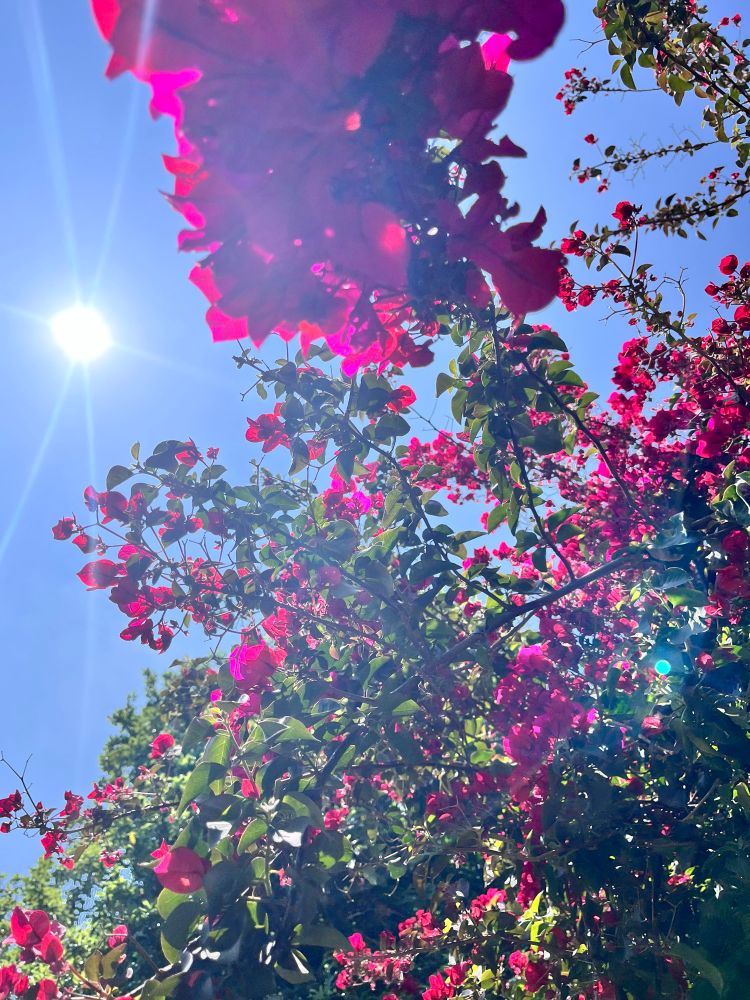 Hot pink bougainvillea, blue sky, and the sun.