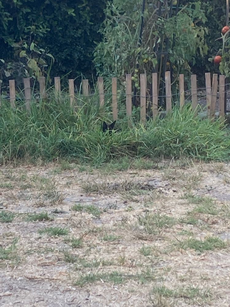 Black house cat lying in the tundra awaiting the prey of, say, a June bug or some shit. He doesn’t know any better but he did scare off the gophers, so good boy