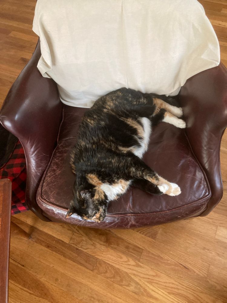 Tortie Calico on a maroon club chair looking oh, so fine