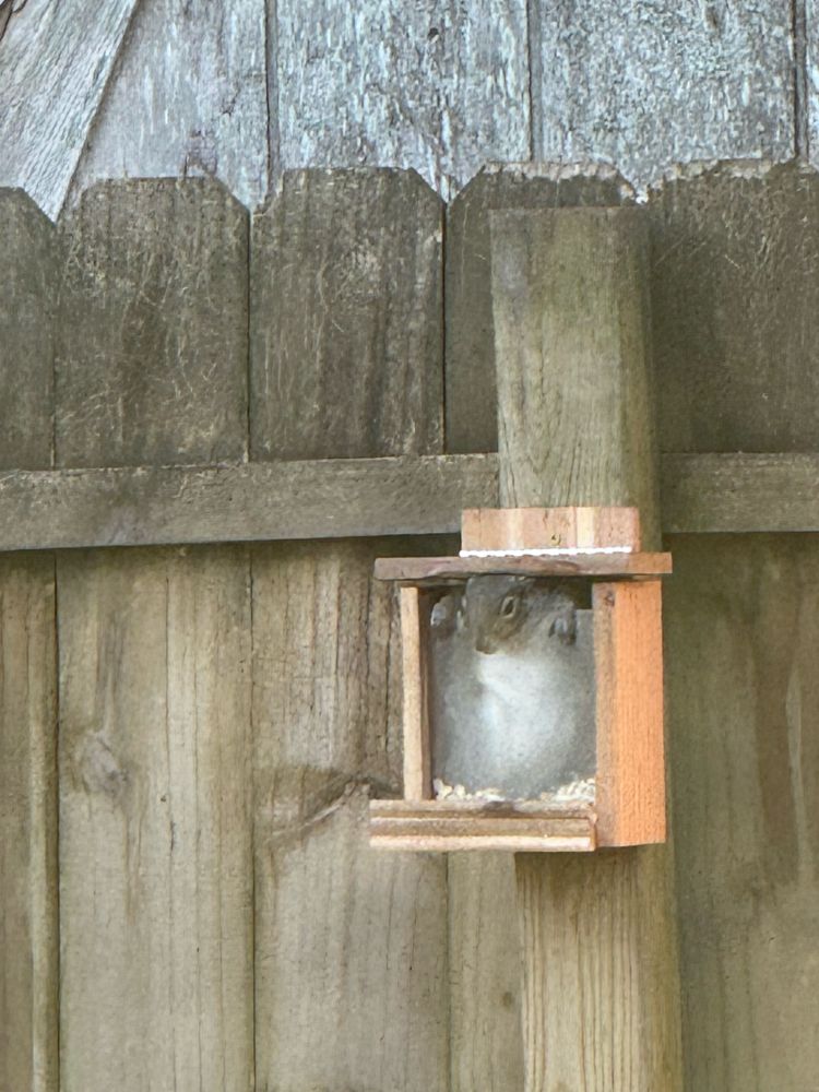 Squirrel peeking out of a feeder