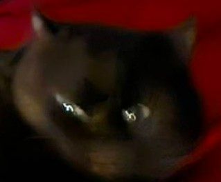 A second really fucked-up photo of a black housecat's face