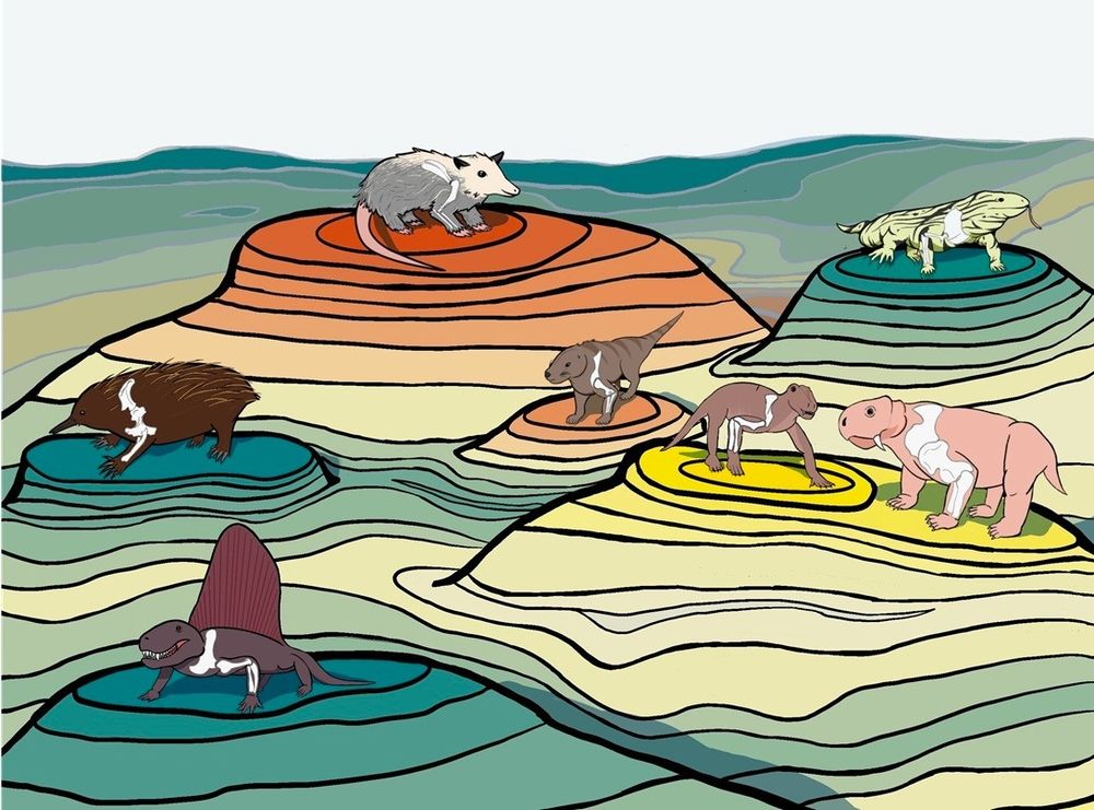 An artistic rendering of the theoretical "adaptive landscape" of posture evolution in mammals. Different taxa occupy distinct adaptive peaks associated with different postures (green - yellow = sprawling, orange = upright). Image credit to Magdalen Mercado. 