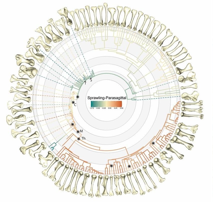 A phylogeny of living and extinct tetrapods, showing the inferred evolution of forelimb posture in reptiles, salamanders, and mammals and their ancestors (green to yellow = sprawling, orange = upright). Illustrated with representative humeri (upper arm bones) from the study. Full figure and caption in the paper https://journals.plos.org/plosbiology/article?id=10.1371/journal.pbio.3003188