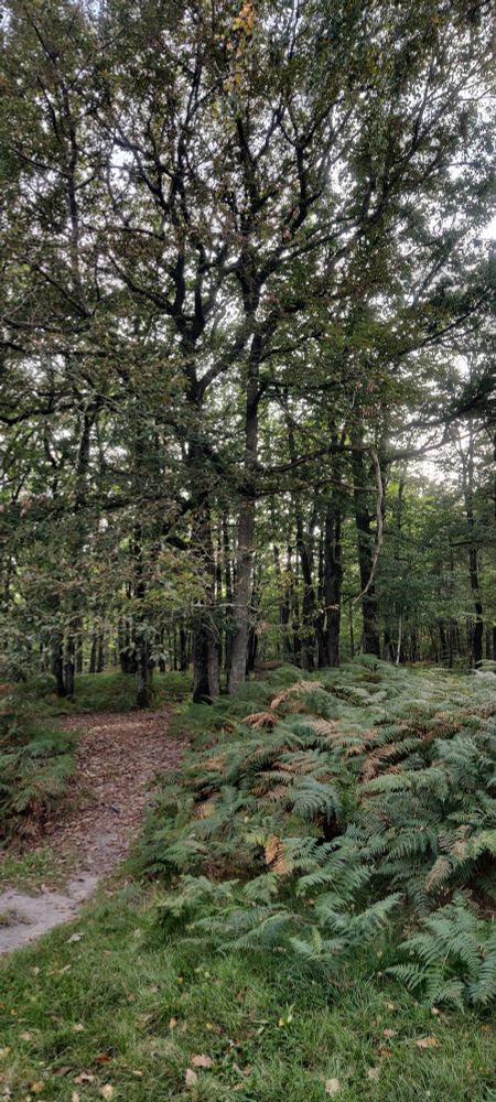 Forêt