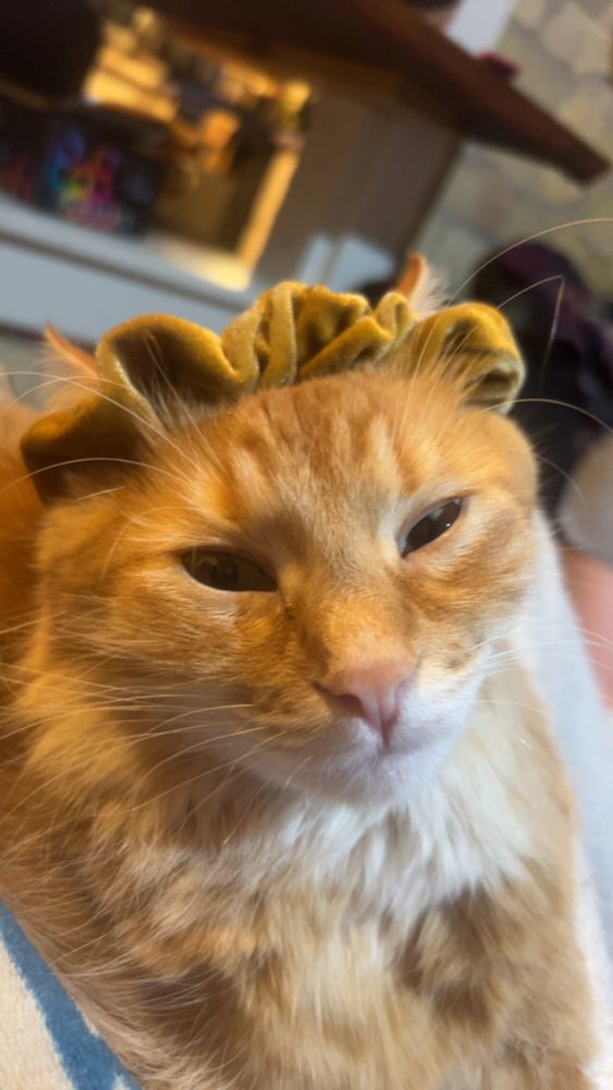 An orange cat wearing a bronze colored scrunchy around her ears like a crown, making a silly squinty face like she got a little cat facelift. 