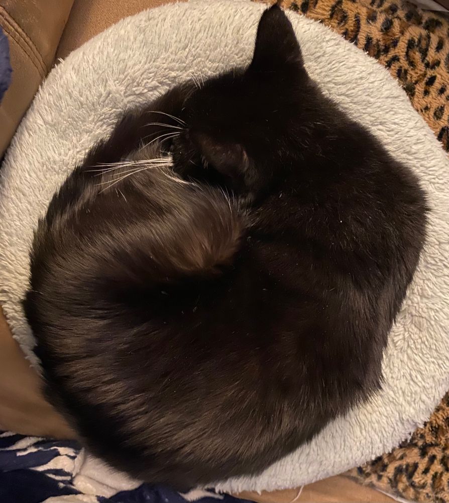 A tuxedo cat curled so he is a perfect circle on a green fuzzy cat bed. All his white tuxedo parts are hidden in the circle so he just looks like a void. His magnificent left side white whiskers are showing. 